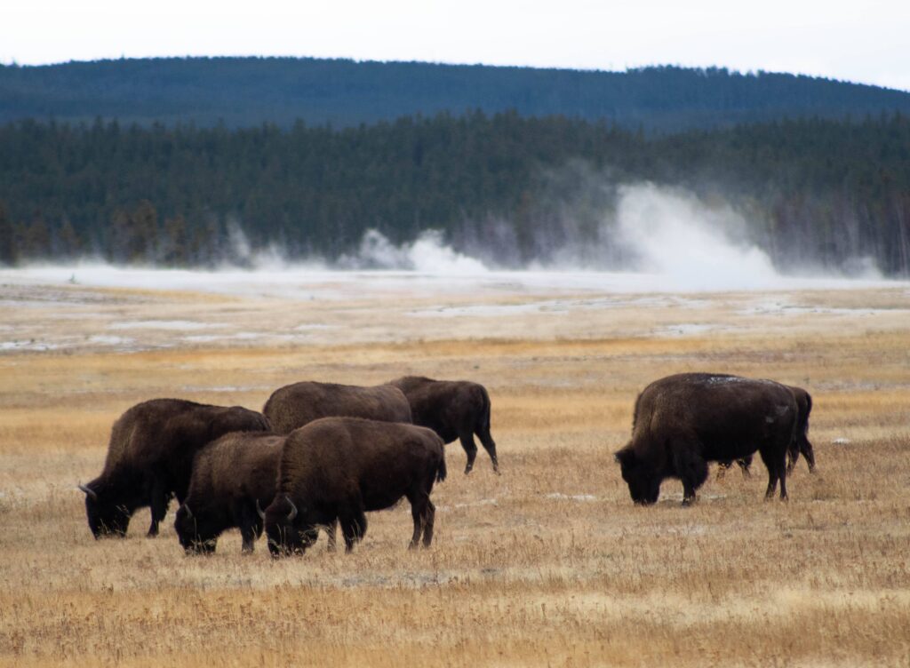 Family Friendly National Parks